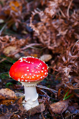 Fly agaric mushroom on forest floor