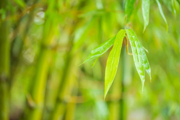 Natural zen backgrounds with bamboo leaves