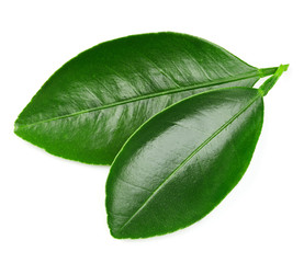 Obraz premium Citrus leaves isolated