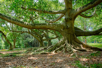Royal Botanical Garden Peradeniya, Sri Lanka. The Botanical Garden Includes More Than 4000 Species Of Plants, Including Of Orchids, Spices, Medicinal Plants And Palm Trees