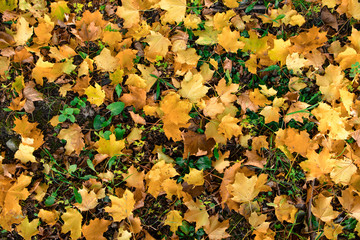 Yellow, orange and autumn leaves in fall park
