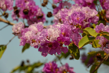 Pride of India flower