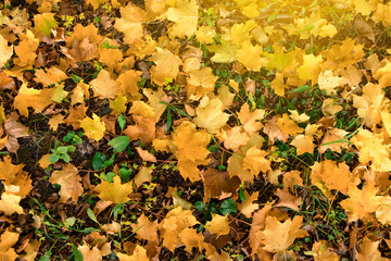 Yellow, orange and autumn leaves in fall park