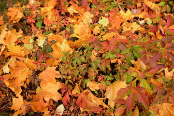 Yellow, orange and autumn leaves in fall park
