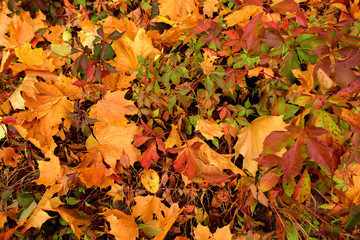 Yellow, orange and autumn leaves in fall park
