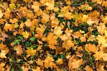 Yellow, orange and autumn leaves in fall park