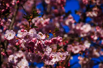 Cherry Blossom Close-up