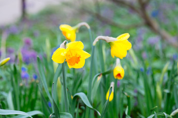 Obraz premium Lovely field with bright yellow and white daffodils (Narcissus).