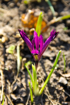 Purple dwarf iris flower on flowerbed