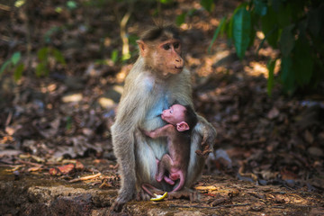Mother & Baby