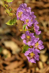 Pride of India flower