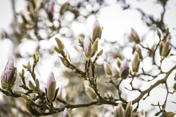 Magnolienbaum mit Knospen im Frühling