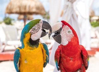 Tropical bird close-up - two macaws. © Kertu