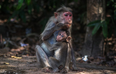 Moneky Mother and Child