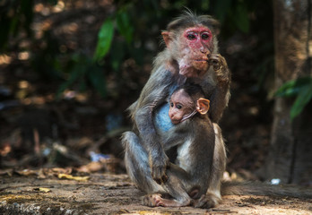Monkey and Baby