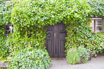 Fototapeta na wymiar Picturesque windows and doors of ivy grown. Herrstein City Germany