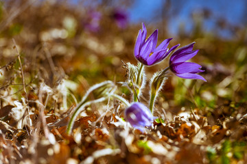 Wild blühende Krokusse in der Natur