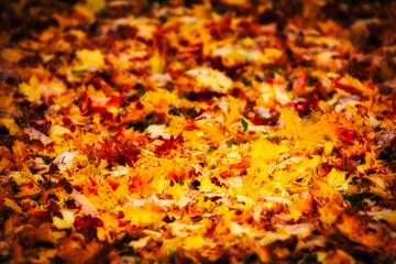 Leaves on forest floor with artistic glow