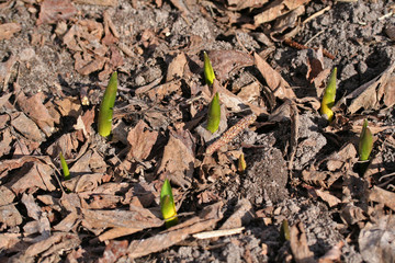 Scilla siberica (Siberian squill or wood squill)