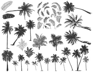 tropical palm trees - 142690741