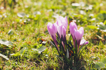 Group of Purple crocus (crocus sativus) with selective/soft focus and diffused background in spring,