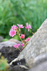 Lewisia cotyledon 'Elise Mixed'