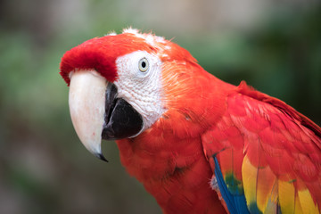 Obraz premium Tropical bird close-up - Scarlet macaw (Ara macao). Cancun, Mexico.