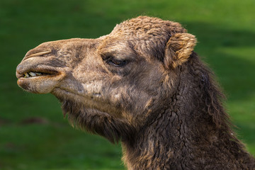 The dromedary, also called the Arabian camel, is large and with a single hump on the back.