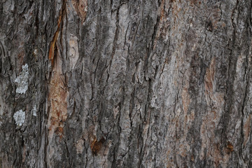 Wood peel pattern Wood texture Tree peel background