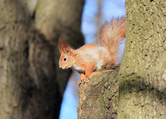 a squirrel prepares to jump