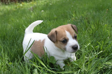  Jack Russell Terrier puppies