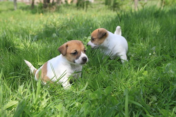  Jack Russell Terrier puppies