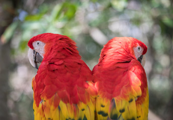 Tropical bird close-up - Scarlet macaw (Ara macao). Cancun, Mexico.