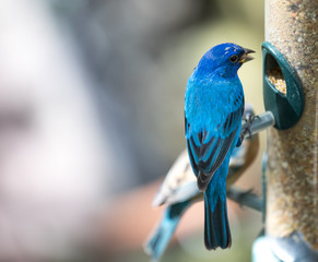 Tropical bird close-up. Cancun, Mexico.