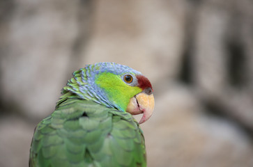 Tropical bird close-up - Lilac-crowned Parrot (Amazona finchi). Cancun, Mexico.