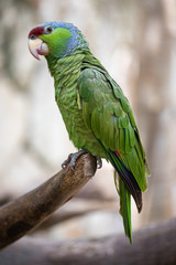 Tropical bird close-up - Lilac-crowned Parrot (Amazona finchi). Cancun, Mexico.