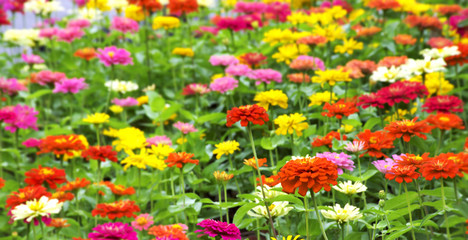 Multicolored Flower [Zinnia] and many color