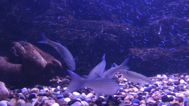 Fish feed from the bottom. Many small fish. The fish swims in front of the camera