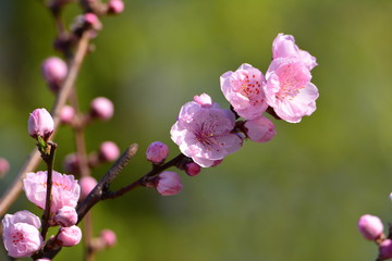 盛开的梅花