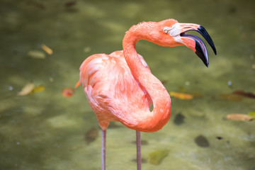 Tropical bird close-up - pink flamingo. Cancun, Mexico.