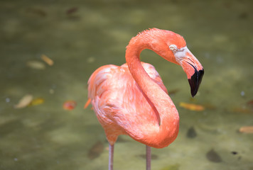 Tropical bird close-up - pink flamingo. Cancun, Mexico.