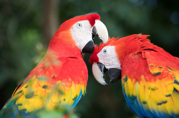Tropical bird close-up - Scarlet macaw (Ara macao). Cancun, Mexico.