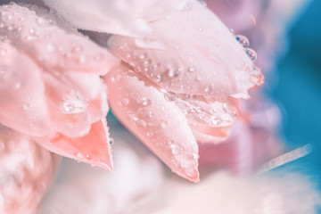 Delicate  pink  tulips close-up with drops of dew. A symbol of spring and tenderness. 
