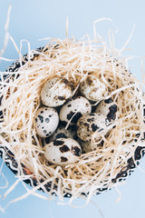 Obraz premium Easter quail eggs in the nest on the light blue background, flat lay