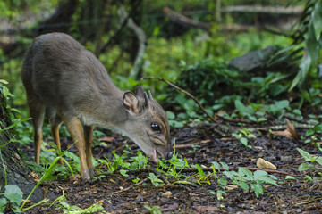 Bue duiker (Philantomba monticola) feeding. Swaziland