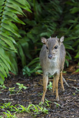 Bue duiker (Philantomba monticola). Swaziland