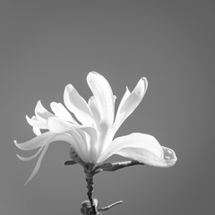 Fruit tree flower. Delicate white petals against the blue spring sky. Selective focus. Copy space. Black and White