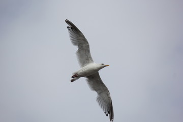 Seagull in Flight