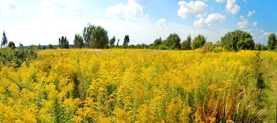 Meadow in full flower 