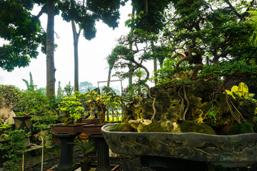 Bonsai trees sell in plant store photo taken in Jakarta Indonesia
